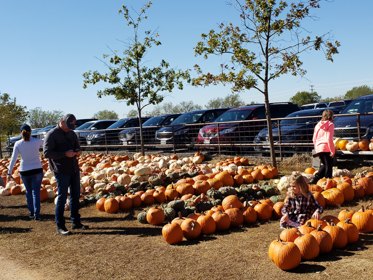 pumpkins-seed-pies